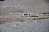 DSC_0109.jpg