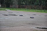 DSC_0135.jpg